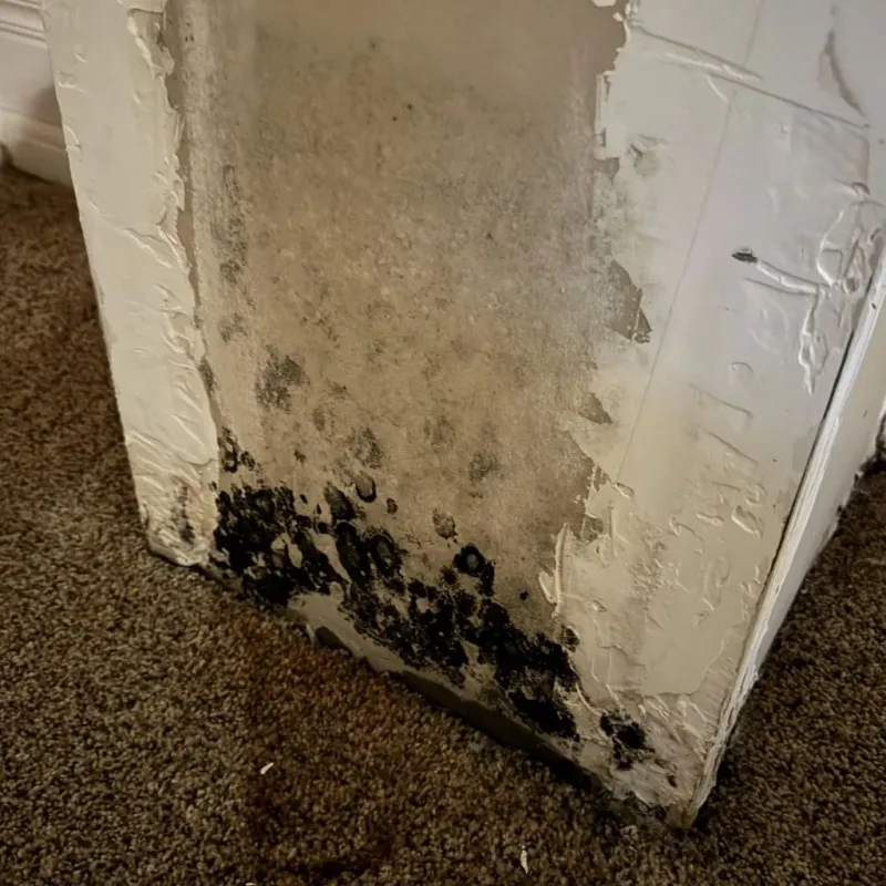 Professional Mold Removal in Uintah, UT